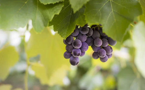 Gündüz sırasında yeşil bir bahçe içinde taze canlı olgun üzüm