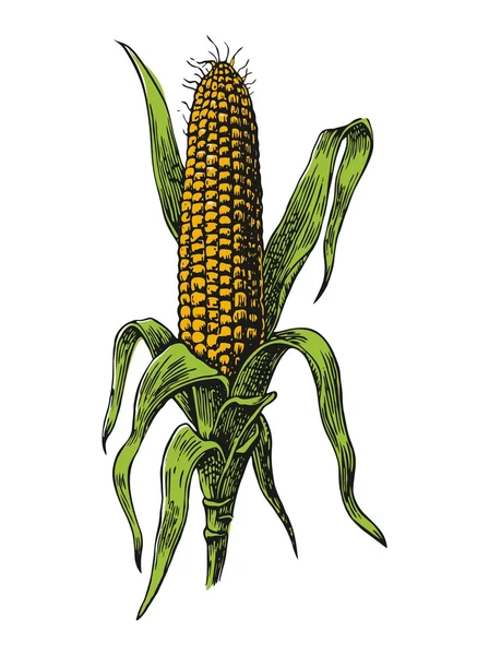 Jagung matang di tongkol dengan daun. Ilustrasi gravir vektor . - Stok Vektor