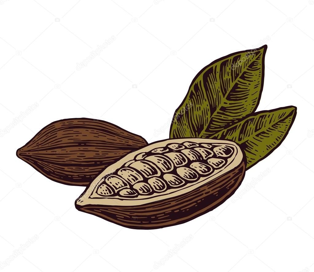 Leaves and fruits of cocoa beans.