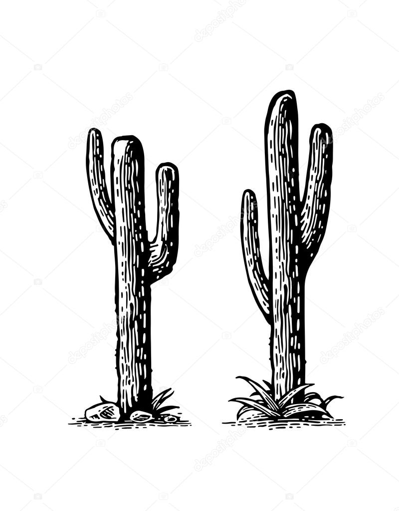 Cactus. Vector hand drawn vintage engraving
