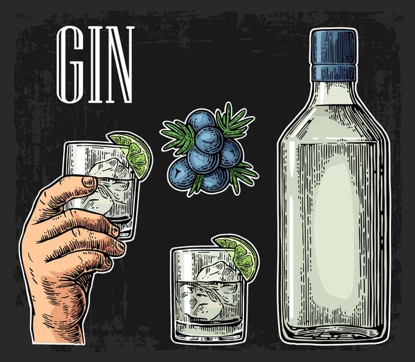 Verre et bouteille de gin branche Genévrier aux baies — Image vectorielle