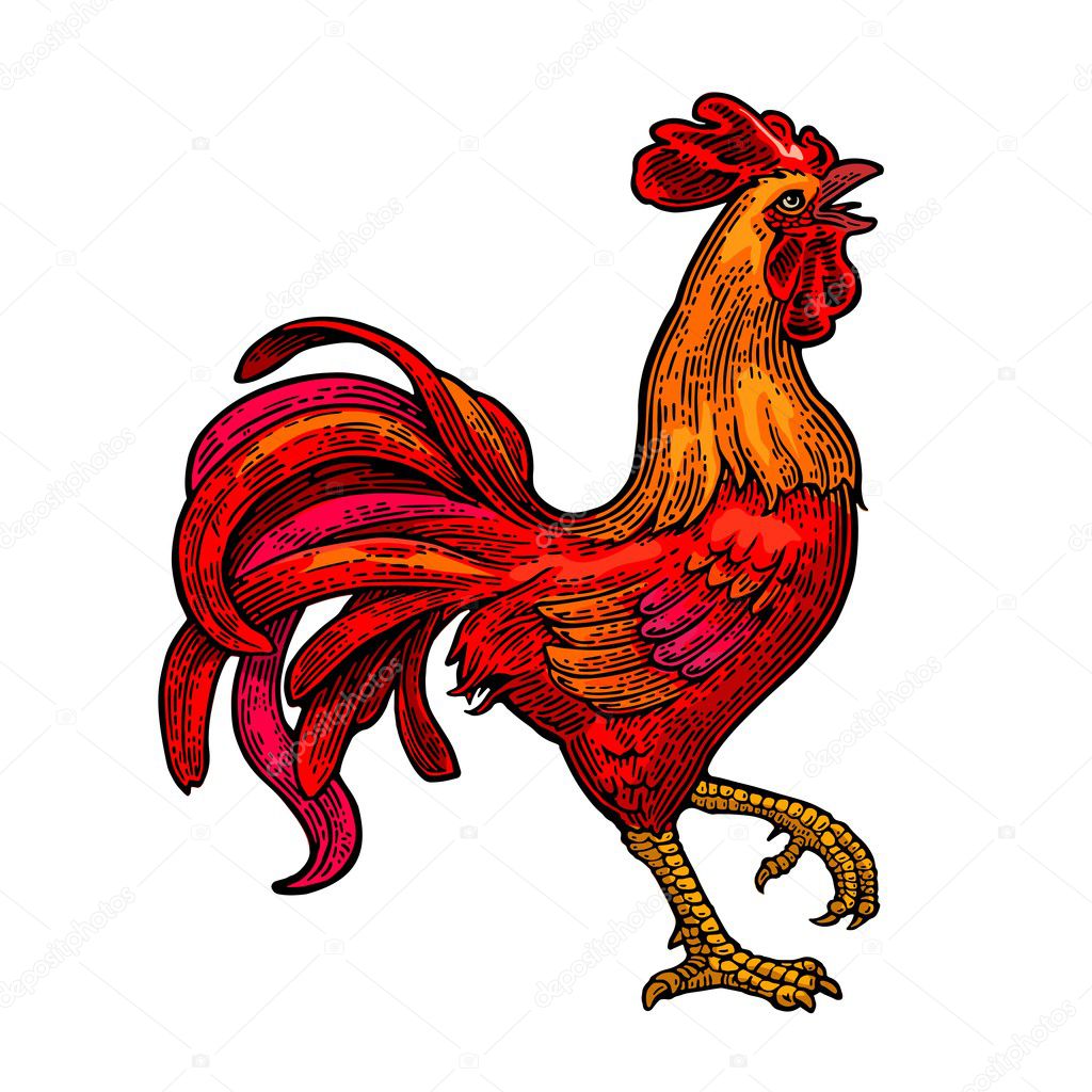 Red fiery rooster. Vintage black vector engraving illustration