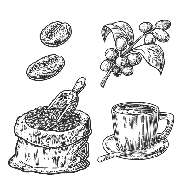 Saco com grãos de café com colher de madeira e feijão, xícara, ramo com folha e baga. Estilo esboço desenhado à mão. Vintage vetor gravura ilustração para etiqueta, web. Isolado sobre fundo branco — Vetor de Stock