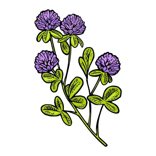 Branch of clover. Vector engraving vintage color illustration. — Stock vektor