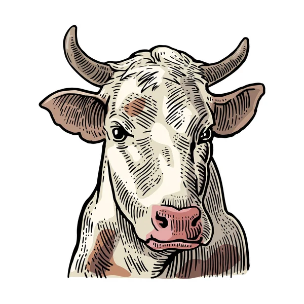 Tête de vache. Dessiné à la main dans un style graphique . — Image vectorielle