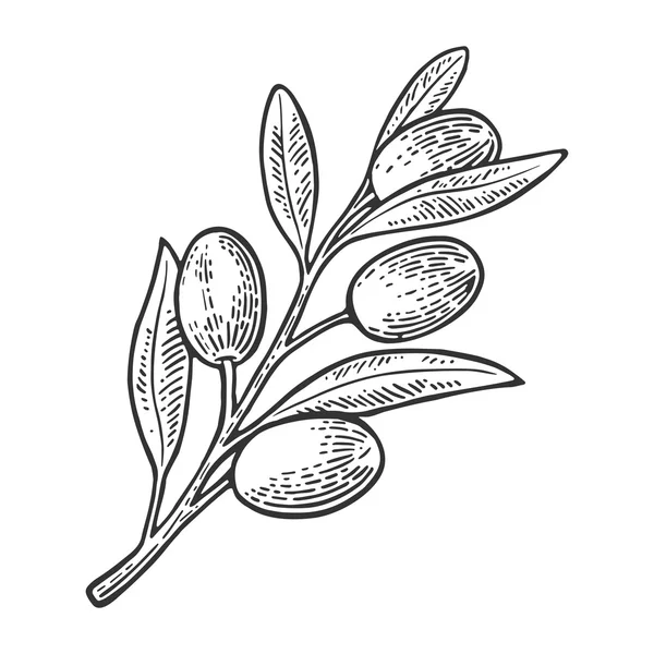 Aceitunas en rama con hojas. Grabado vectorial Vintage — Vector de stock