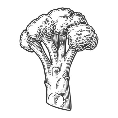 Brokoli. Brokoli Isolated beyaz arka plan üzerinde.