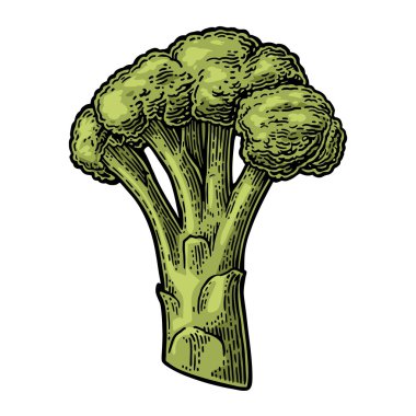 Brokoli. Brokoli Isolated beyaz arka plan üzerinde.