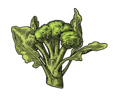 Brokoli yaprak. Brokoli Isolated beyaz arka plan üzerinde.