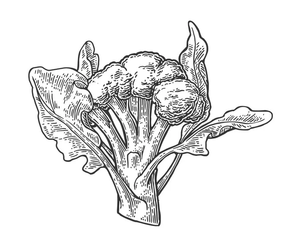 Brócoli con hoja. Brócoli Aislado sobre fondo blanco . — Vector de stock