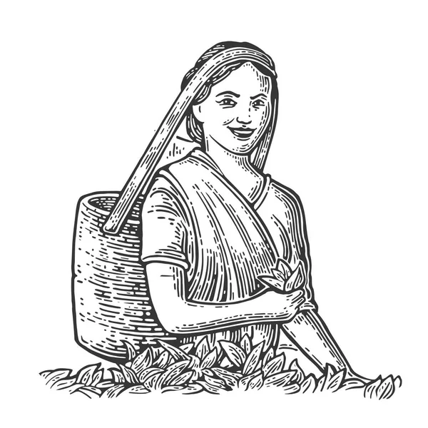 Женский чай Пикерс листья на плантации — стоковый вектор