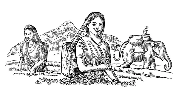 Ženský čaj výběr ponechává na plantáži a jezdce na slona. — Stockový vektor