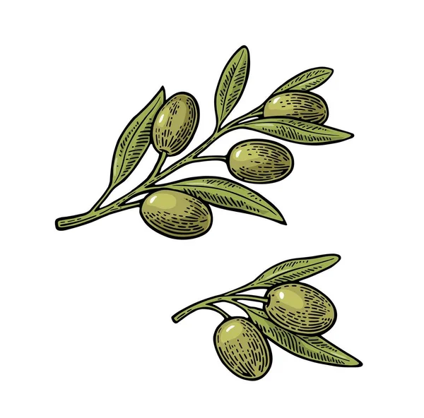 Aceitunas en rama con hojas. Grabado vectorial Vintage — Vector de stock