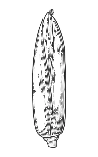 Mazorca madura de hojas cerradas de maíz. Grabado vectorial vintage — Vector de stock