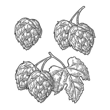 Bitki bitki yaprak ile Zıpla. Vektör vintage oyulmuş çizim.