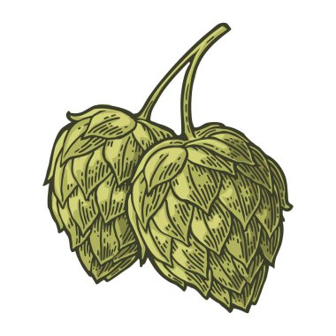 Bitki bitki wih yaprak hop. Vektör vintage oyulmuş çizim.