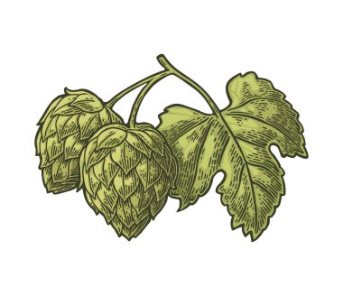 Bitki bitki yaprak ile Zıpla. Vektör vintage oyulmuş çizim.