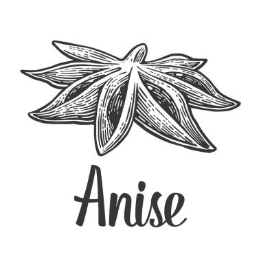 Anason tohumu ile baharat meyve. Vektör siyah vintage kazınmış