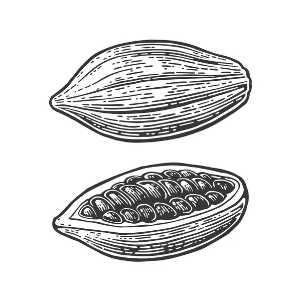 Früchte von Kakaobohnen. Vektor Vintage gravierte Illustration — Stockvektor