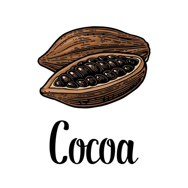 Fruits de fèves de cacao. Illustration gravée vintage vectorielle — Image vectorielle