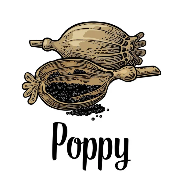 Poppy heads en zaden. Vector zwart vintage gegraveerd — Stockvector