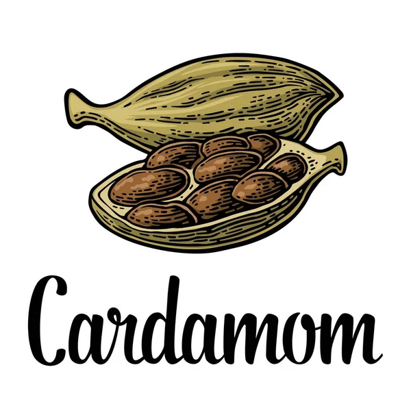 Spezia di cardamomo con seme. Vettore annata nera incisa — Vettoriale Stock