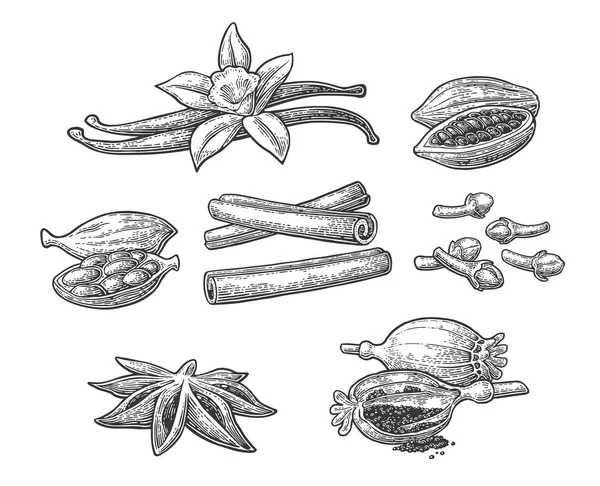 Conjunto de especias. Anís, canela, cacao, vainilla, amapola — Archivo Imágenes Vectoriales