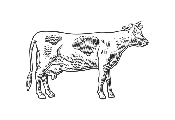 Vaca. Mão desenhada em estilo gráfico. Vintage vetor gravura ilustração para informações gráficas, cartaz, web. Isolado sobre fundo branco . — Vetor de Stock