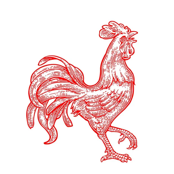 赤い炎のような雄鶏。ビンテージ黒ベクトル彫刻イラスト — ストックベクタ