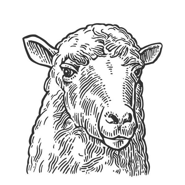 Owce głowy. Ręcznie rysowane w stylu graficznego. Vintage wektor Grawerowanie ilustracja informacje w formie graficznej, plakat, www. Na białym tle. — Wektor stockowy
