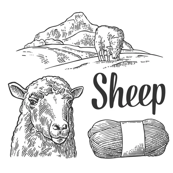 Sheep on meadow and yarn. Vintage vector engraving illustration — Stock Vector