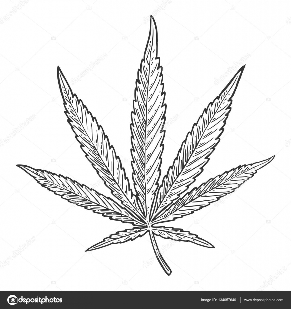 рисунок марихуаны