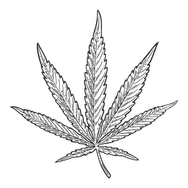 Hoja de marihuana. Vintage vector negro grabado ilustración — Archivo Imágenes Vectoriales