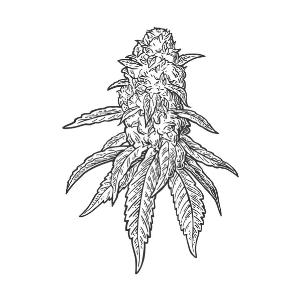 Marihuana tomurcukları ve yaprakları olan olgun bir bitki. Vektör oyma illüstrasyonu