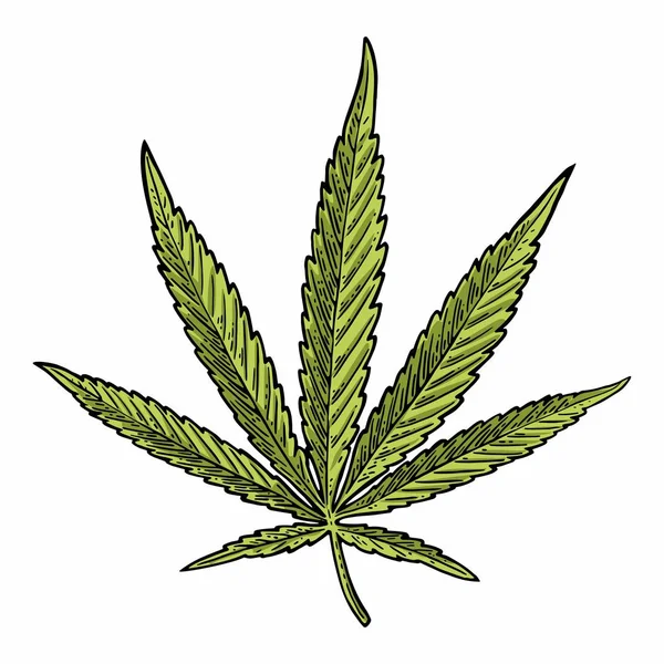 Marihuanový list. Ročník černý vektor gravírování ilustrace — Stockový vektor