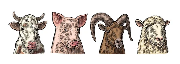 Zestaw ikon zwierząt gospodarskich. Głowy świń, krów, owiec i kóz — Wektor stockowy