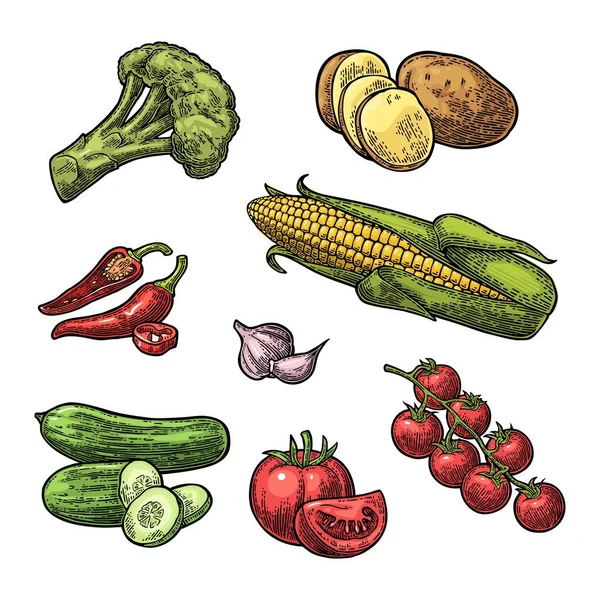 Zestaw warzyw. Ogórki, czosnek, kukurydza, papryka, brokuły, ziemniaka i pomidora. — Wektor stockowy