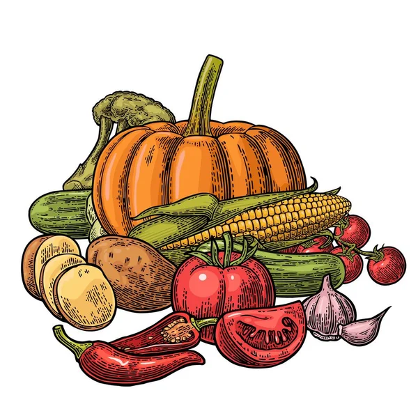 Cartel con verduras. Pepinos, ajo, maíz, pimiento, brócoli, papa y tomate . — Vector de stock