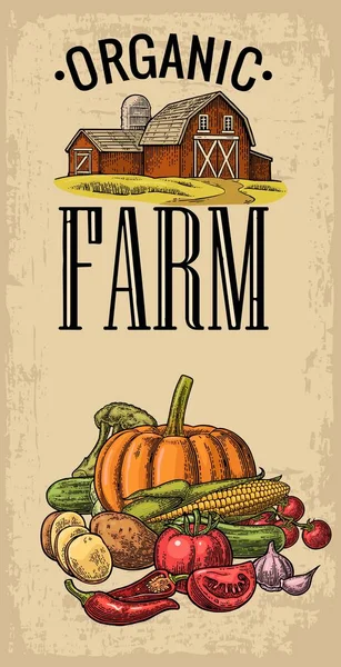 Affiche avec ferme et légumes. Concombres, ail, maïs, poivre, brocoli, pommes de terre et tomates . — Image vectorielle