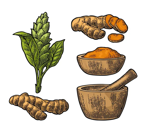 Turmeric root, powder and flower with pestle and mortar. — Stock Vector