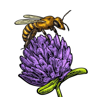 Yonca arı polen. Beyaz arka plan üzerinde vintage illüstrasyon vektör