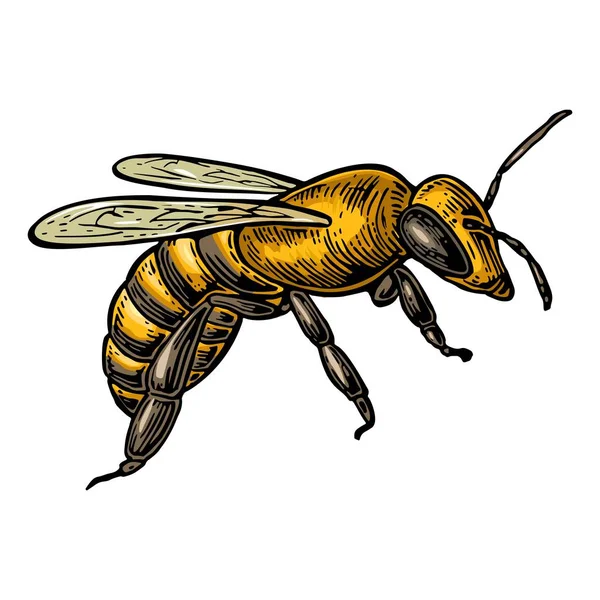 Biene. isolierte Vektorfarbabbildung auf weißem Hintergrund. — Stockvektor