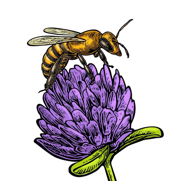 Bee pollen from clover. Vector vintage illustration on white background