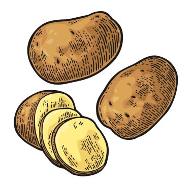 Bütün patates ve dilim. Vektör oyma vintage