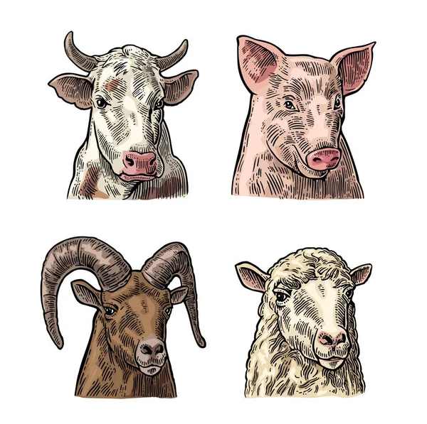 가축들의 상징이야. 돼지, 소, 양, 염소의 머리 — 스톡 벡터