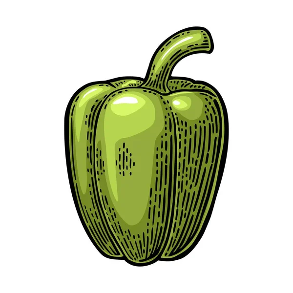 Γλυκιά πιπεριά πράσινη. Εκλεκτής ποιότητας χαραγμένο εικονογράφηση διάνυσμα — Διανυσματικό Αρχείο
