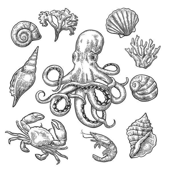 Conjunto de cáscara de mar, coral, cangrejo, camarones y pulpo . — Archivo Imágenes Vectoriales