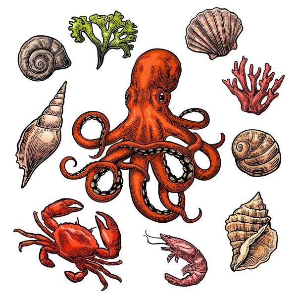 Комплект морской скорлупы, кораллы, крабы, креветки и осьминога . — стоковый вектор