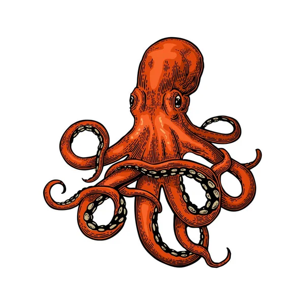 Octopus. Sea Monster — Stock Vector