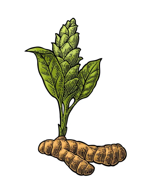 Turmeric Plant Illustration Stock Illustration - Download Image Now -  Turmeric, Flower Head, Food - iStock